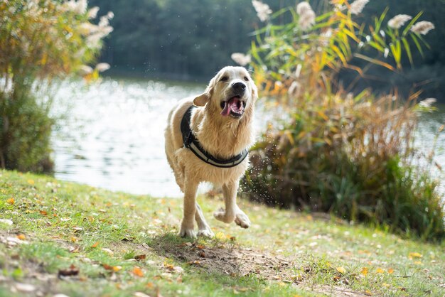 写真 野原で走る犬