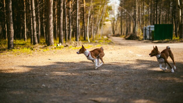 Photo dogs running on road in forest