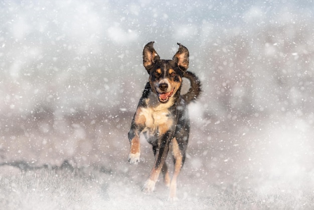 雪に覆われたフィールドで走っている犬