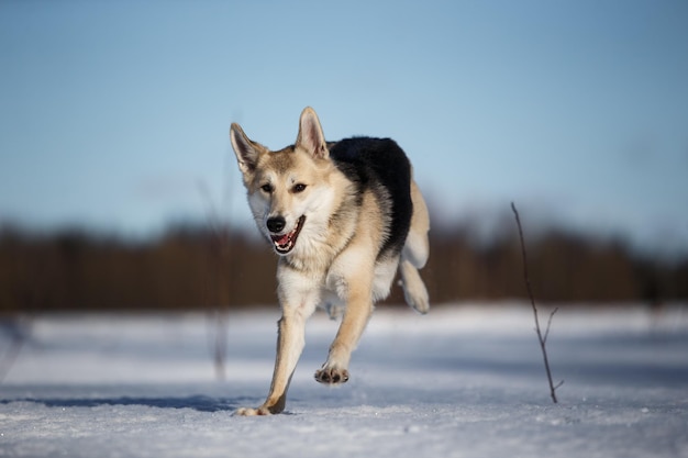 雪に覆われた土地で走る犬