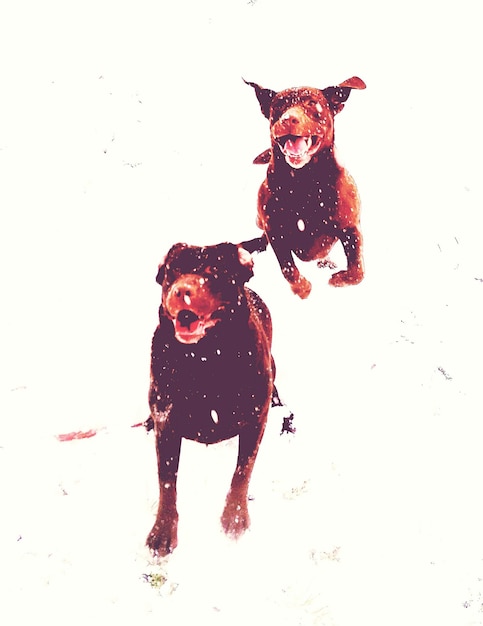 Photo dogs running on snowfield