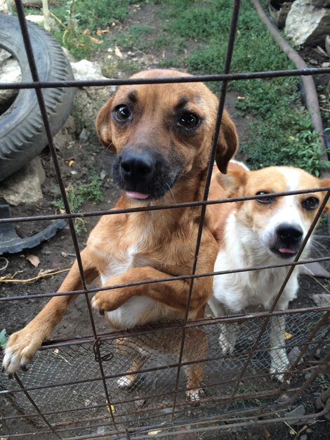 Foto cani visti attraverso la finestra sul campo