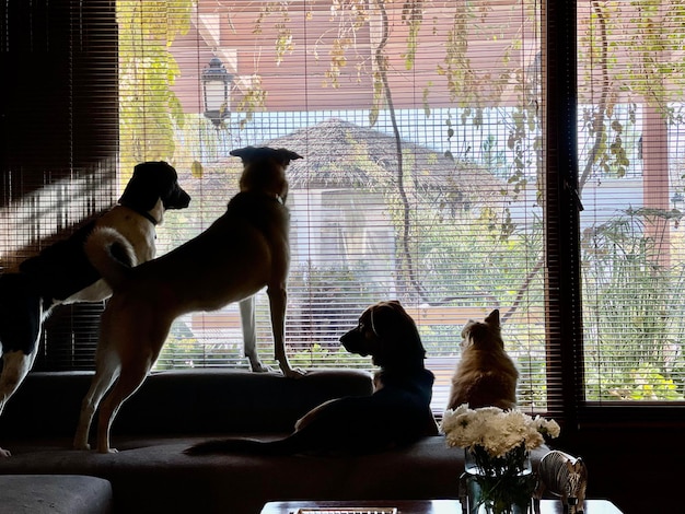 Photo dogs sitting against window