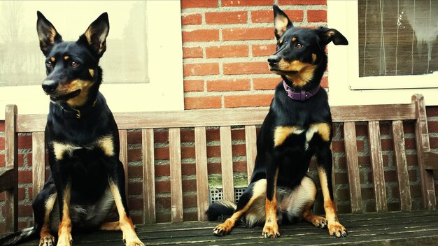 Photo dogs sitting on bench against wall