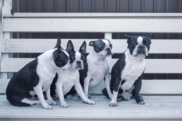 Photo dogs sitting outdoors