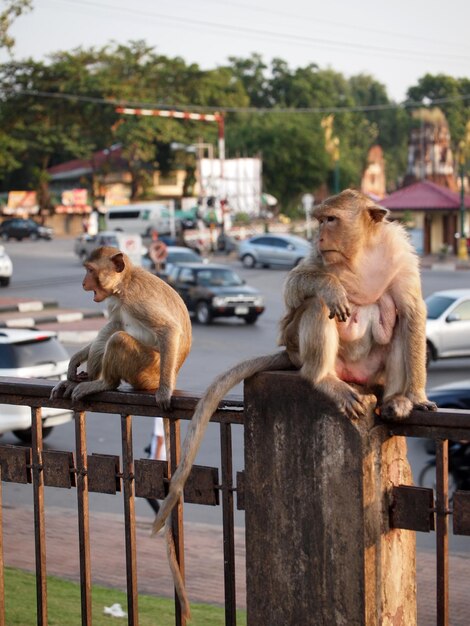 Photo dogs sitting on railing in city