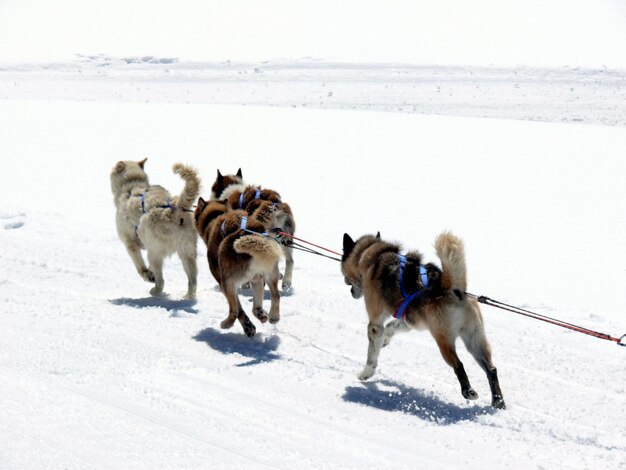 Dogs on snow covered land