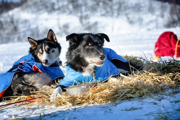 Dogs on snow covered land