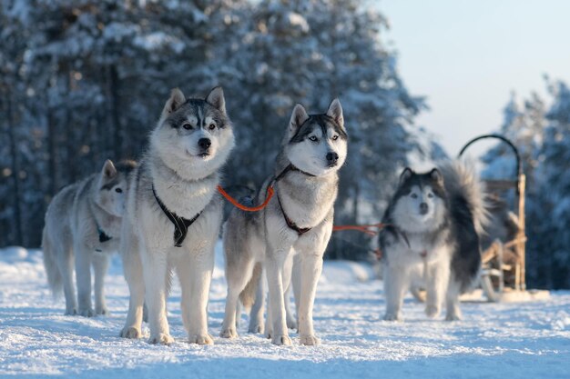 Foto cani su un paesaggio coperto di neve