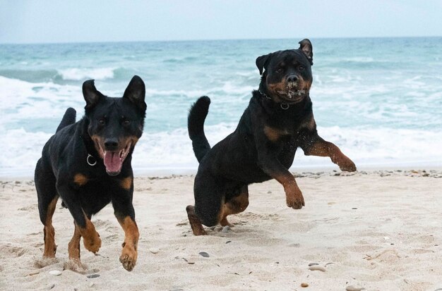 Foto cani in piedi sulla spiaggia