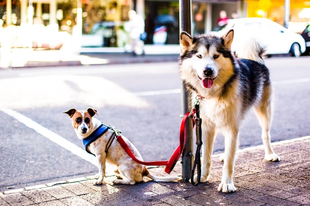 歩道に立っている犬