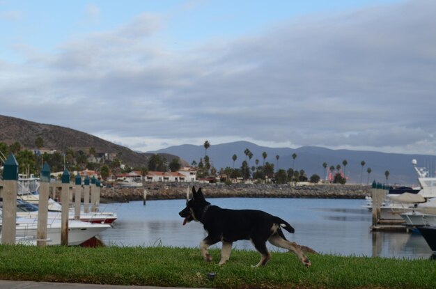 Photo dogs standing on a land