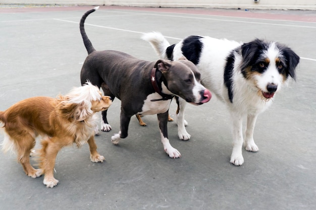 写真 街の通りに立っている犬