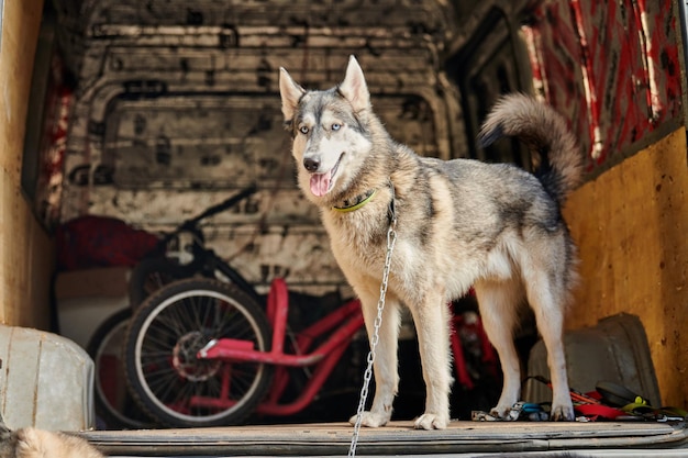 Foto cani in piedi per strada