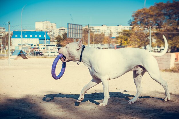 Foto cani per strada