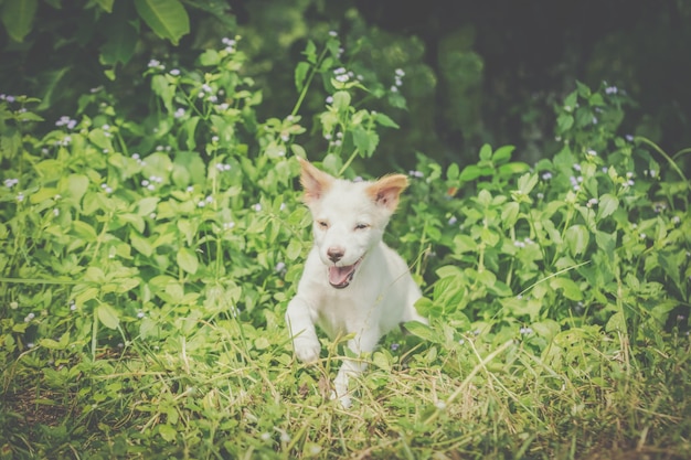 芝生を散策している犬