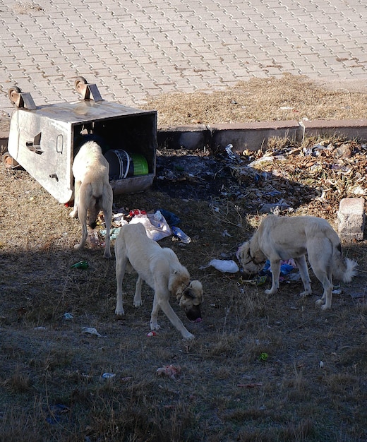 食べ物を求めてゴミ箱をひっくり返す犬