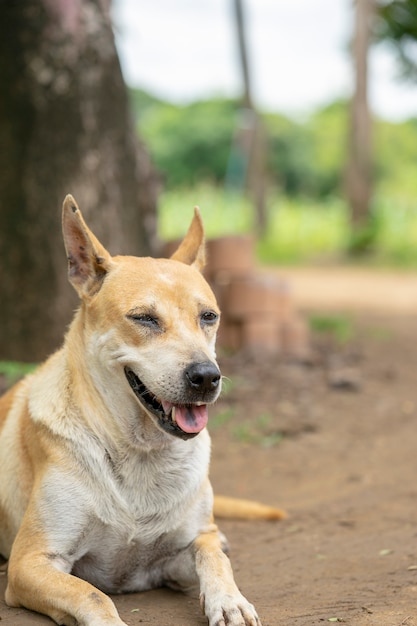 犬はオーナーを待っています。