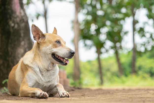 犬はオーナーを待っています。