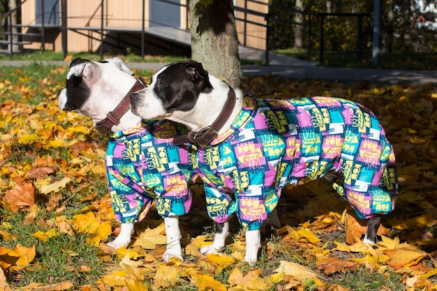 Dogs on a walk animals dressed in overalls yellow autumn