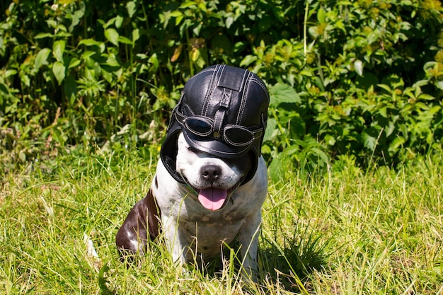 Cani in una passeggiata con cappelli divertenti all'aperto