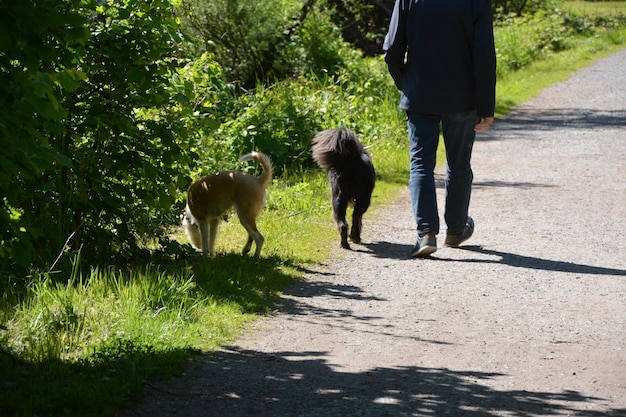 Photo dogs walking on footpath by road