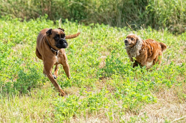 芝生で喧嘩中の犬たち