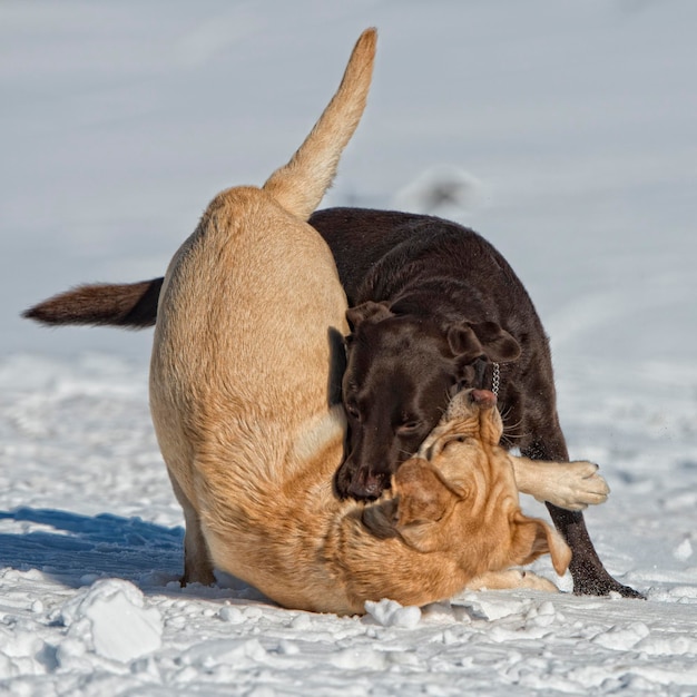 雪の上で遊ぶ犬たち