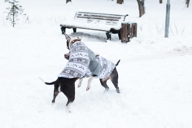 冬の犬は暖かい服を着て歩きます。白い雪の上でゲームをする