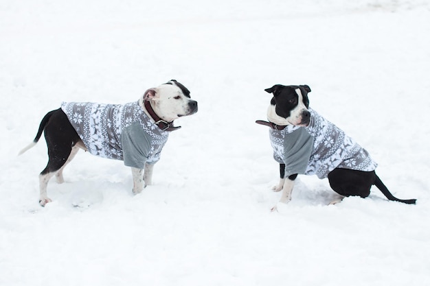 冬の犬は暖かい服を着て歩きます。白い雪