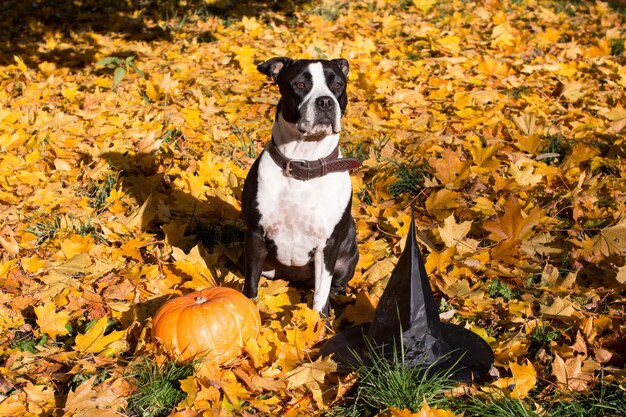 黄色い葉のハロウィーンのお祝いの背景にカボチャと魔女帽子の犬