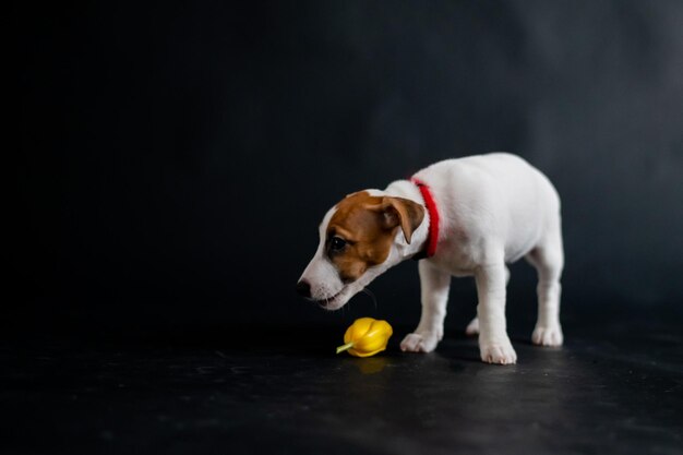 写真 犬と犬との犬