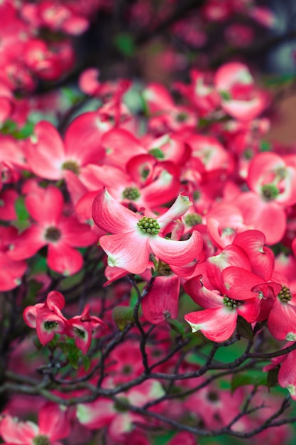 Dogtree flowers