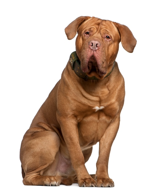 Dogue de Bordeaux, 2 en een half jaar oud, zit van witte muur