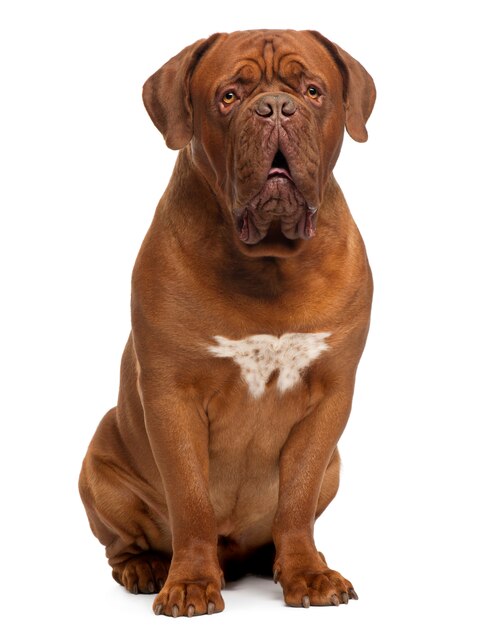 Dogue de Bordeaux、20ヶ月、座っています。