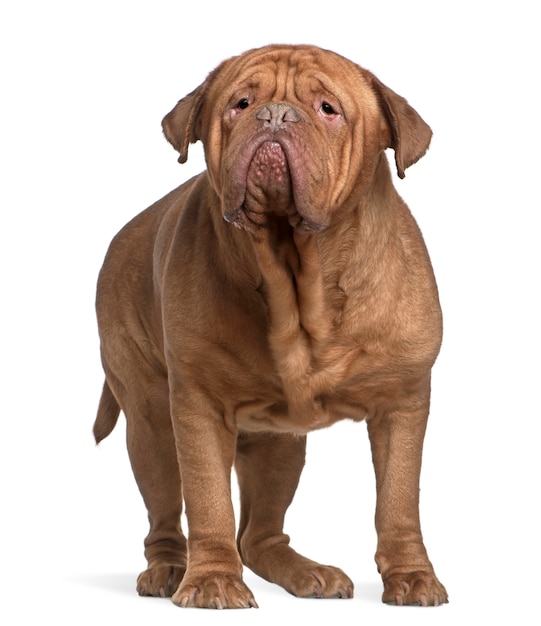 Foto dogue de bordeaux, 4 anni, in piedi davanti al muro bianco