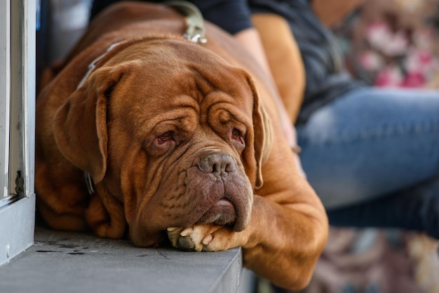 Dogue de Bordeaux Franse mastiff hond ligt op een betonnen vensterbank.