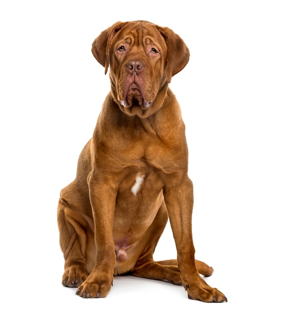 Dogue de Bordeaux in front of white wall