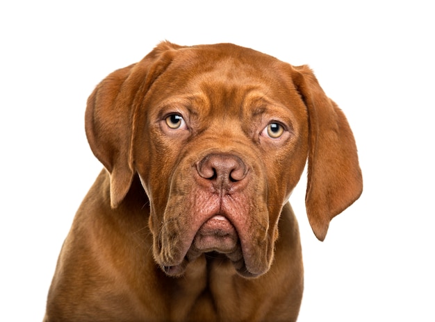 흰 벽 앞 Dogue de Bordeaux