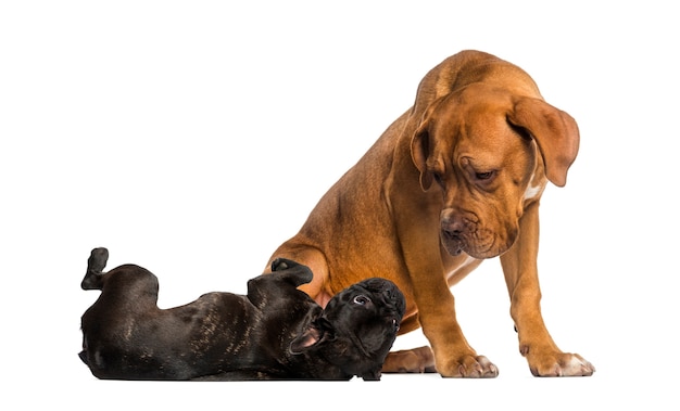 Dogue de Bordeaux kijken naar een Franse Bulldog liegen