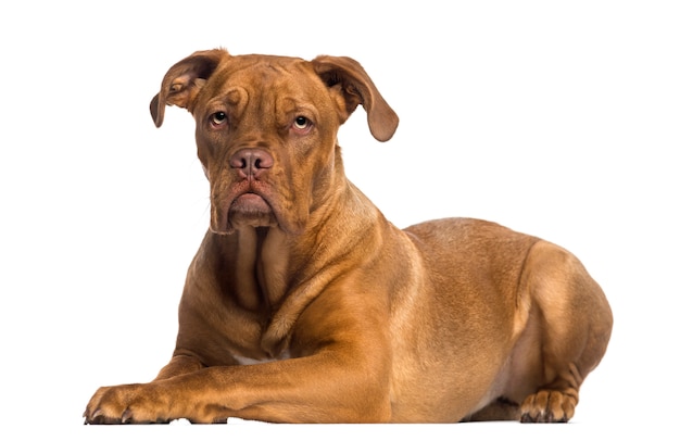 누워있는 Dogue de Bordeaux