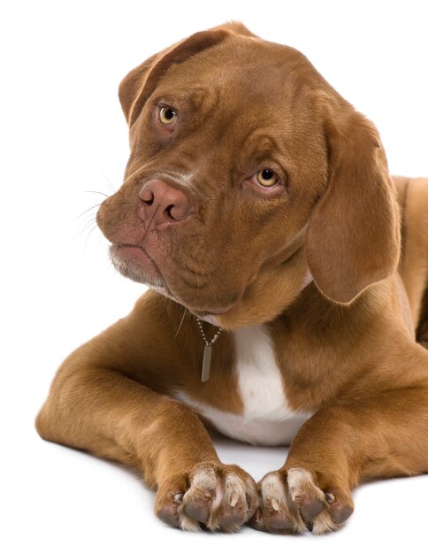 Dogue de Bordeaux puppy, 5 months old, lying in front of white wall