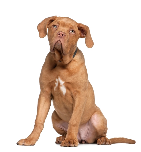 Dogue de Bordeaux puppy, 5 months old, sitting in front of white wall