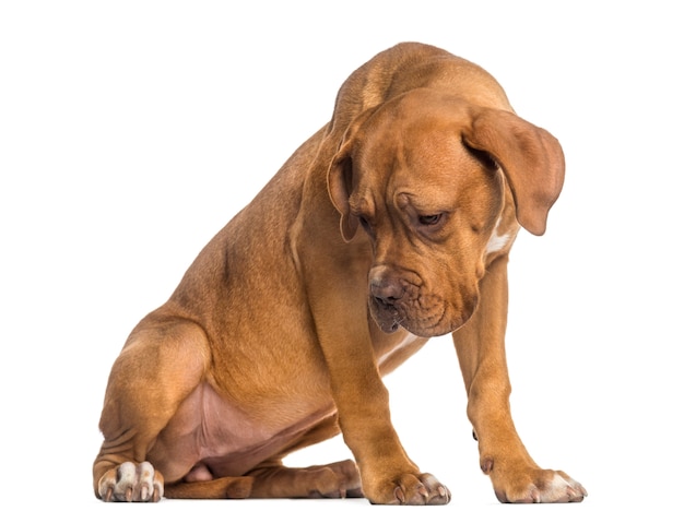 Dogue de Bordeaux puppy looking down