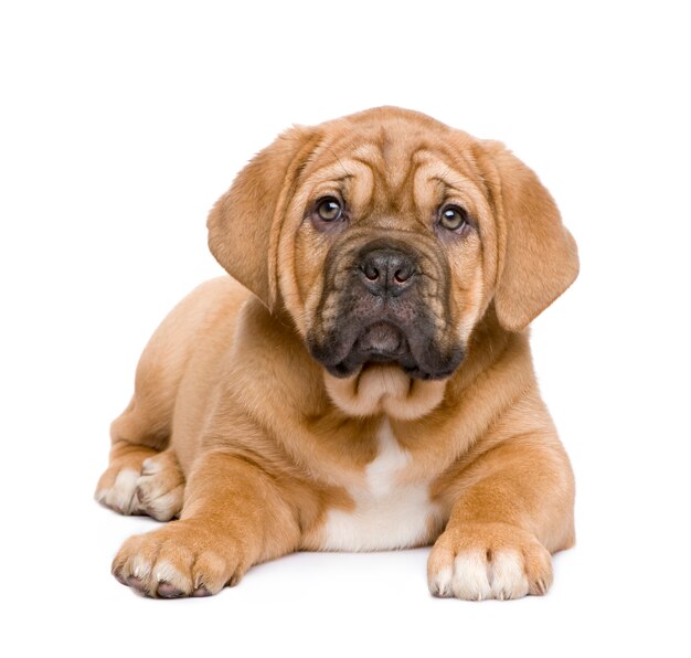 Dogue de Bordeaux puppy met 2 maanden. Geïsoleerd hondportret