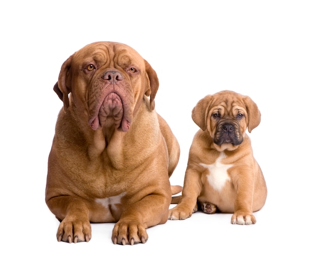 Dogue de bordeaux puppy met 2 maanden. geïsoleerd hondportret