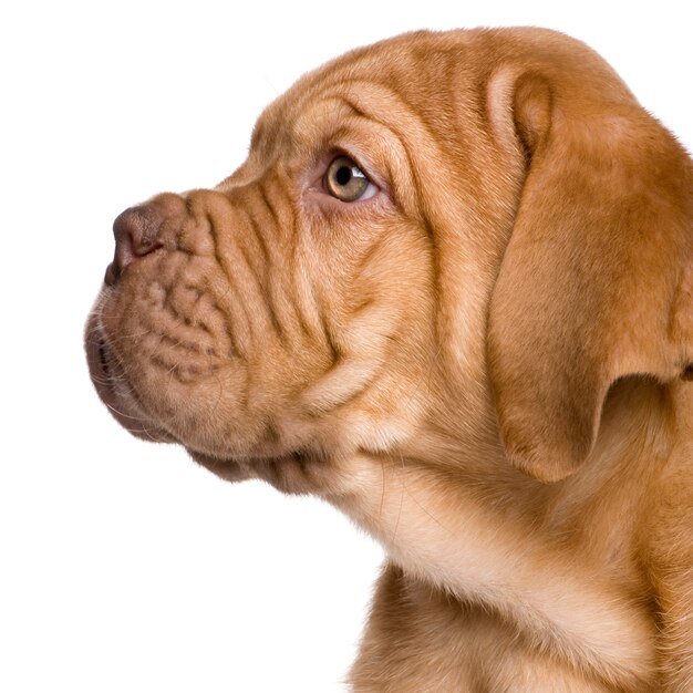 Dogue de Bordeaux puppy met 2 maanden.