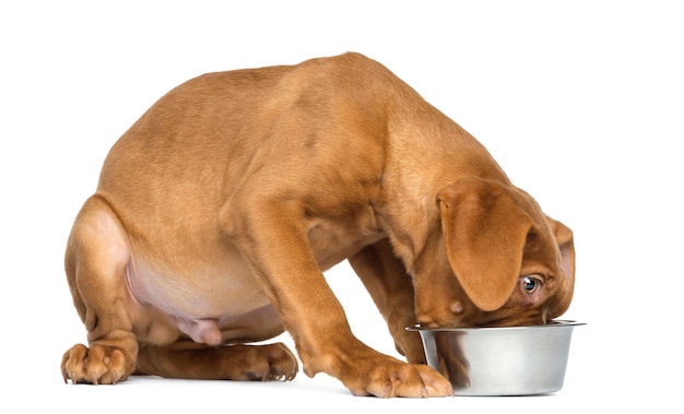 Dogue de Bordeaux Puppy seated and eating