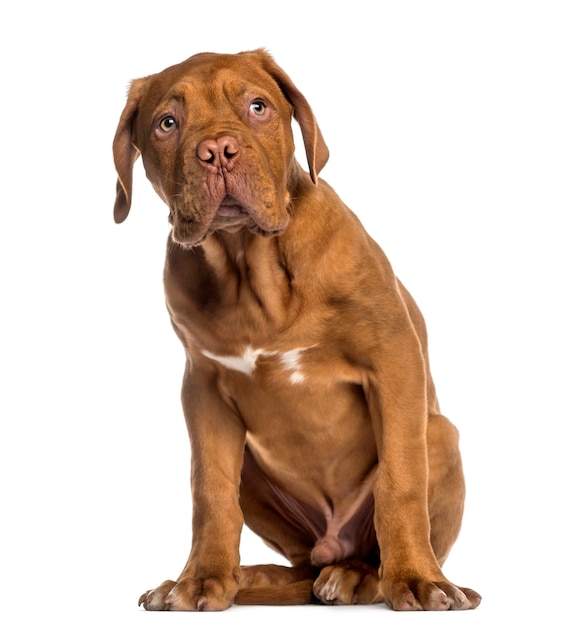 Dogue de Bordeaux puppy sitting