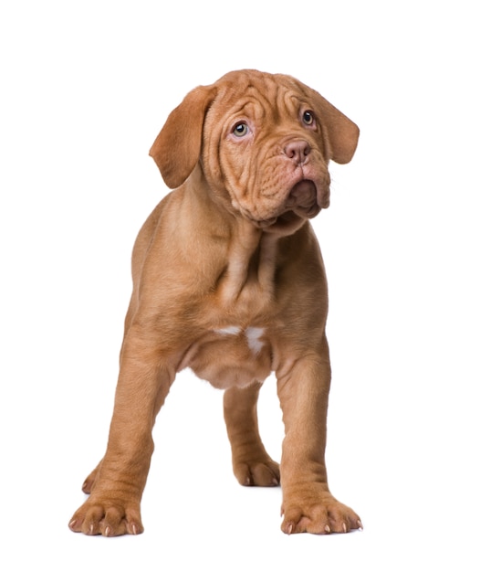 Dogue de Bordeaux puppy with 2 months.